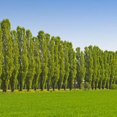 a row of trees in the middle of a green field