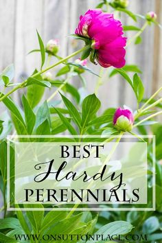 pink flowers with green leaves and the words 10 best hardy perennials on it