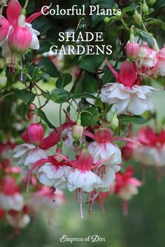 colorful plants for shade gardens by empress of dirt cover art print featuring pink and white flowers with green leaves