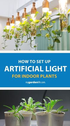 four potted plants with the title how to set up artificial light for indoor plants