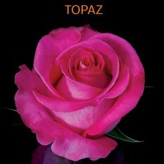 a pink rose with the words topaz on it