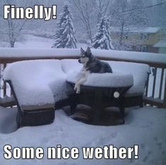 a dog sitting on top of a wooden bench covered in snow with the caption, finally some nice weather