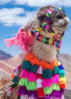 a llama wearing colorful clothing on top of a mountain