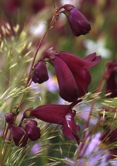 some purple flowers are growing in the grass