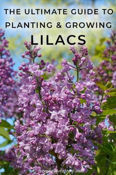 the ultimate guide to planting and growing lilacs