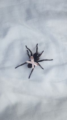 a black and white spider sitting on top of snow