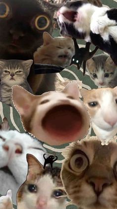 many different pictures of cats and kittens with one looking at the camera while another looks up