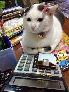 a white cat sitting on top of a calculator next to a toy mouse