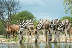 three zebras and two gazelles are drinking water from a pond in the wild