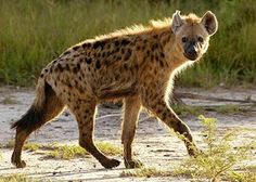 a spotted hyena walking across a dirt field next to tall grass and bushes