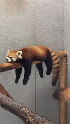 a red panda sleeping on top of a tree branch