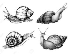 four different types of snails are shown in black and white, with one snail's shell