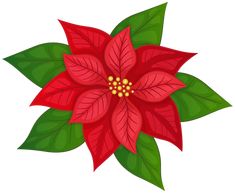 a red poinsettia with green leaves