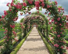 a pathway lined with pink flowers and greenery