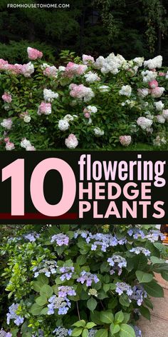 Flowering Hedge Plants: 10 of the Best Bushes For Hedges Hydrangea Hedge, Plants With Flowers