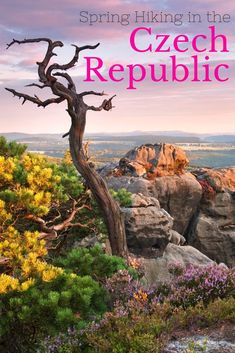 the cover of spring hiking in the czech republic, with trees and flowers growing on rocks