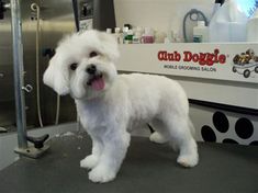 a small white dog standing on top of a table next to a hair dryer