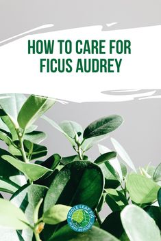 a plant with the words how to care for ficus audrey on it