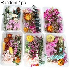 six plastic trays filled with different types of flowers