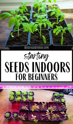 Image of seedlings in potting trays with text "Starting seeds indoors- for beginners" Starting A Garden Indoors, Plant Starts Indoors, Start Garden Indoors, How To Start Vegetable Seeds Indoors, Start Indoor Garden, Seeds Indoors Starting, Seeding Indoors Starting, Starting Plants Indoors, How To Plant Seeds Indoors