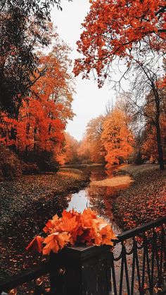 an autumn scene with leaves on the ground and trees in the background, near a river