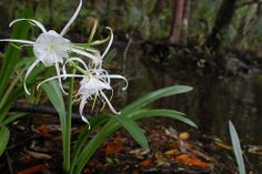 some white flowers are growing in the water near trees and leaves on the ground, while another flower is still blooming