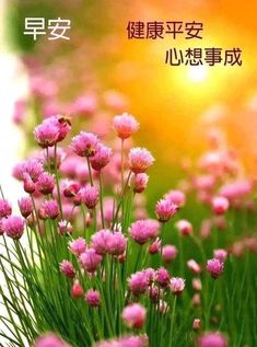 pink flowers with the sun in the background and chinese characters on it's side