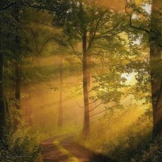 the sun shines through the trees and leaves on a path in the woods, as it