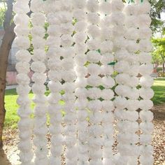 the white flowers are hanging from the tree