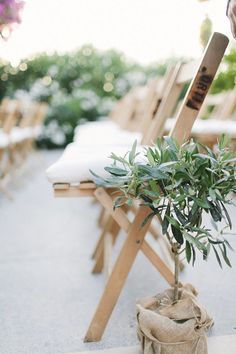 a small potted plant sitting on top of a wooden chair