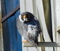 a gray and white bird sitting on top of a window sill next to a blue door