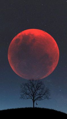 a red moon rising over a tree in the night sky