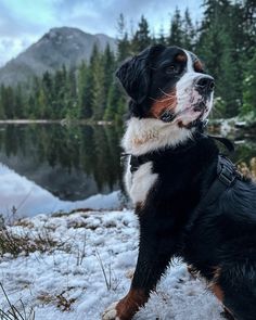 a black and white dog standing in the snow next to a lake with mountains in the background