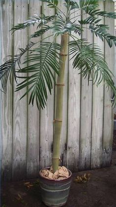 a palm tree in front of a wooden fence