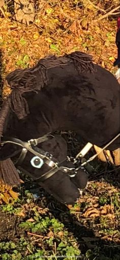 a horse is tied up to the ground with its bridle on it's back