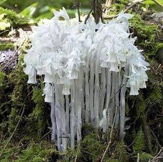 the white flowers are growing out of the moss