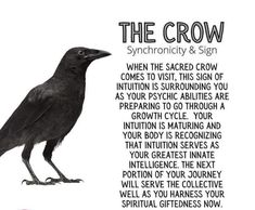 Crow Meaning, Spirit Guide Signs, Spirit Signs