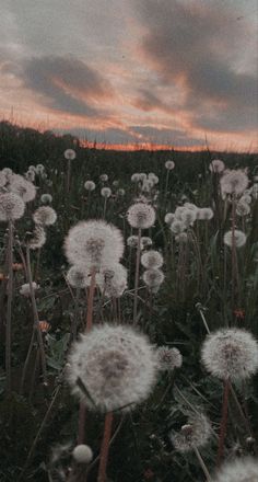 dandelions blowing in the wind on a field at sunset with clouds above them