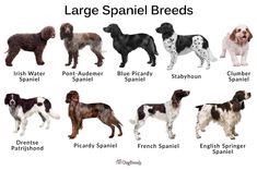 the different breeds of dogs are shown in this chart, which includes english spaniels and french spaniels