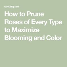 the text how to prune roses of every type to minimize blooming and color