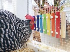 a chicken standing in front of a rainbow - colored wind chime on a cage