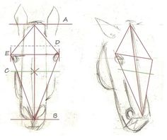 the drawing shows how to draw an animal's head