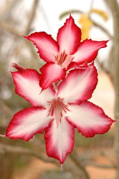 a red and white flower in front of a tree