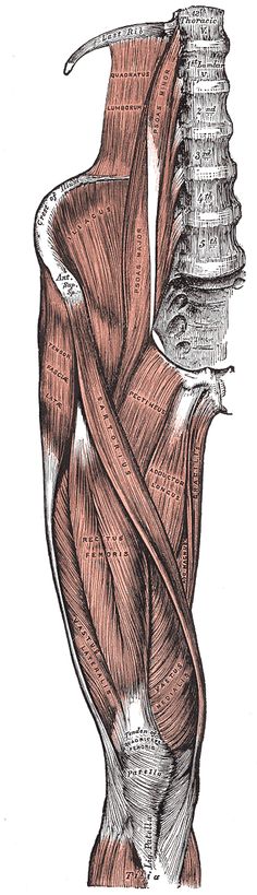 the muscles are shown in this drawing, and there is no image on it to describe