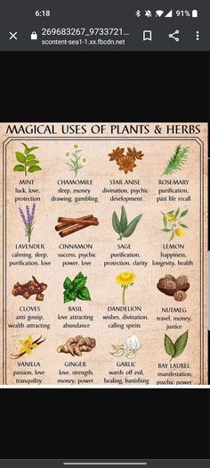 Herbs For Safe Travel, Cloves Spiritual Meaning, Native American Herbal Remedies, Native American Healing Remedies, Essential Witch Herbs, Herbs To Burn In Your Home, Oregano Witchcraft, Communication Herbs Witchcraft, Hoodoo Herbs And Roots