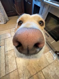 a close up of a dog's nose with an oven in the back ground