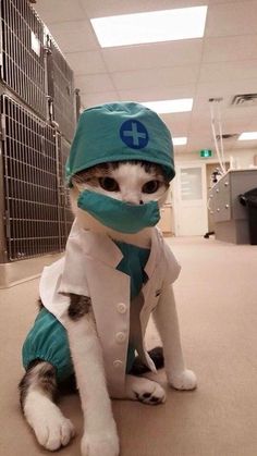 a cat in a doctor's outfit sitting on the floor