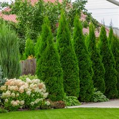 some very pretty trees and bushes in the yard