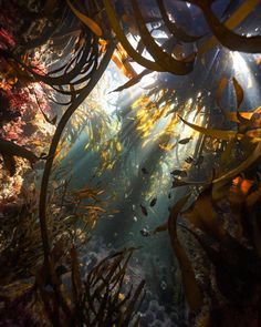 an underwater view of seaweed and other marine life, with sunlight streaming through the water