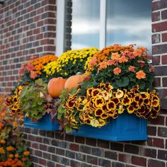 a blue window box filled with flowers and pumpkins on the side of a brick building